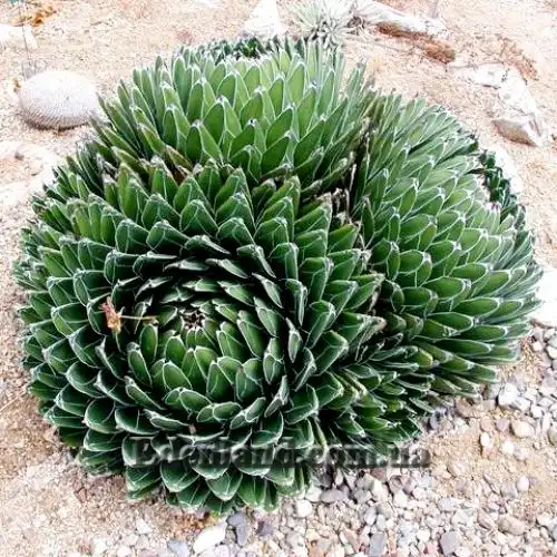 Зображення дочірні розетки