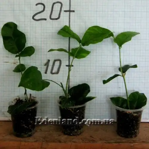 Изображение саженцы в продаже