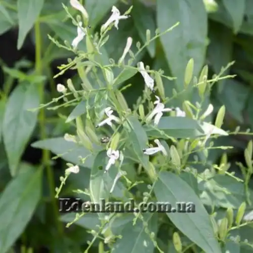 Изображение Андрографис метельчатый - Andrographis paniculata