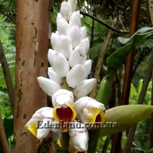 Изображение Альпиния малаккская - Alpinia malaccensis