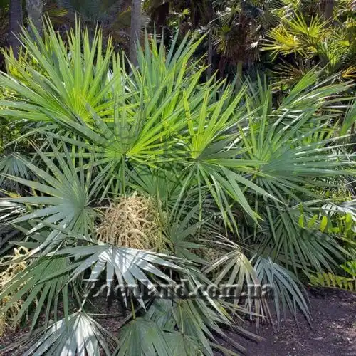 Зображення Сереноа повзуча - Serenoa repens