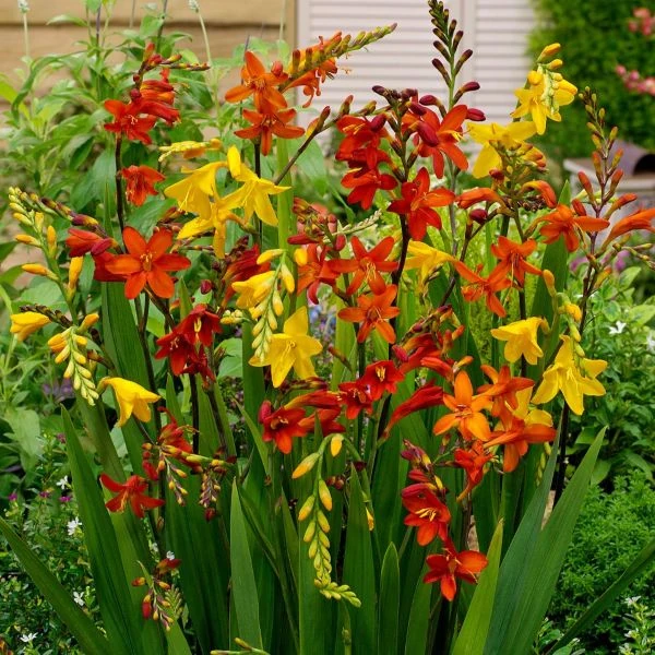 Крокосмія Нові гібриди - Crocosmia New Hybrids