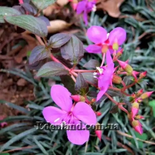 Изображение Центрадения крупнолистная - Centradenia grandifolia