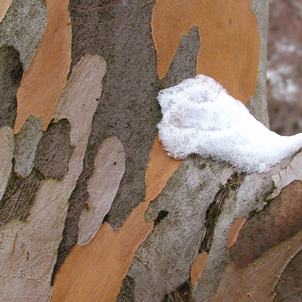 Стюартія псевдокамелія - Stewartia pseudocamellia — стовбур взимку
