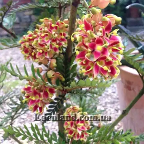 Изображение Ломатия ржавая - Lomatia ferruginea