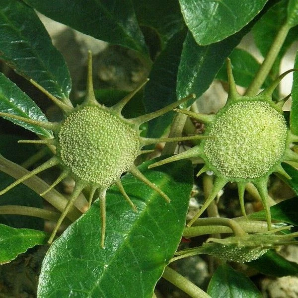 Зображення Дорстенія смердюча - Dorstenia foetida