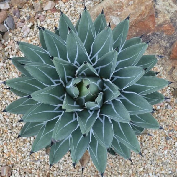 Изображение Агава Никельс  - Agave nickelsiae