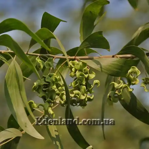 Зображення Акація вушкоподібна - Acacia auriculiformis