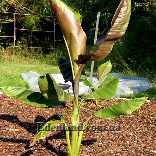 Банан сиккимский - Musa sikkimensis
