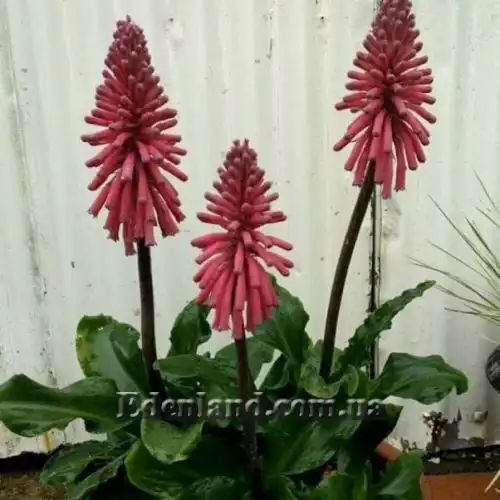 Изображение Вельтгеймия прицветниковая - Veltheimia bracteata 