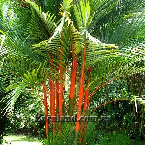 Изображение Циртостахис Ренда  - Cyrtostachys renda