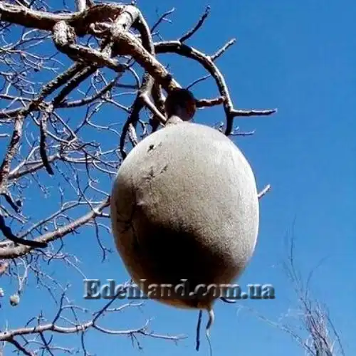 Зображення плід