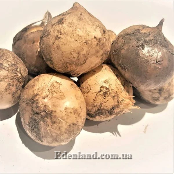 Зображення цибулини