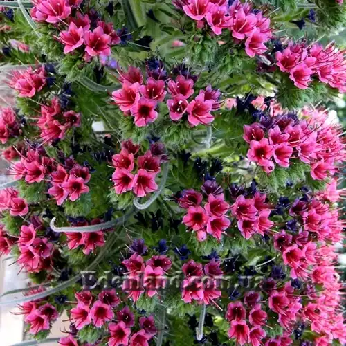 Изображение распускающиеся и засыхающие цветы