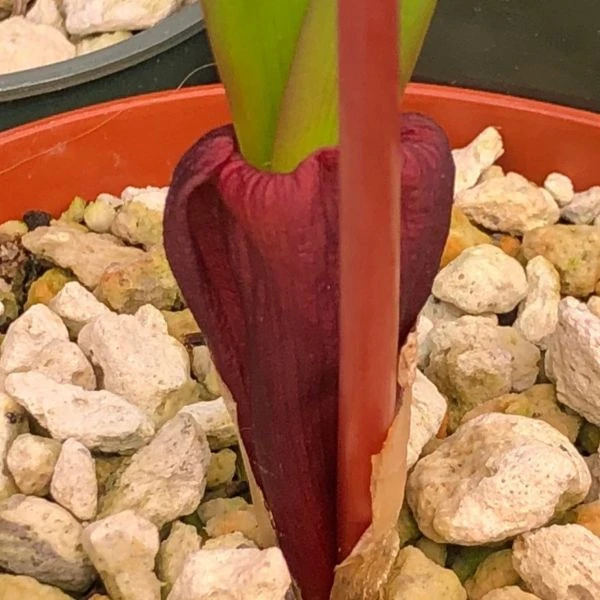 Изображение Струмария усеченная - Strumaria truncata 