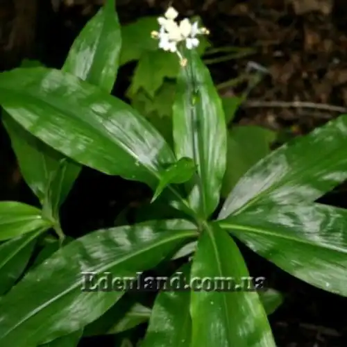 Зображення Полія Хасскарла - Pollia hasskarlii 