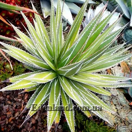 Изображение Агава отпечатанная - Agave impressa