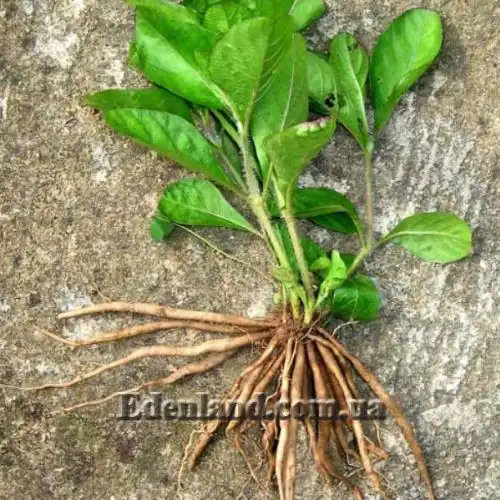 Изображение корни