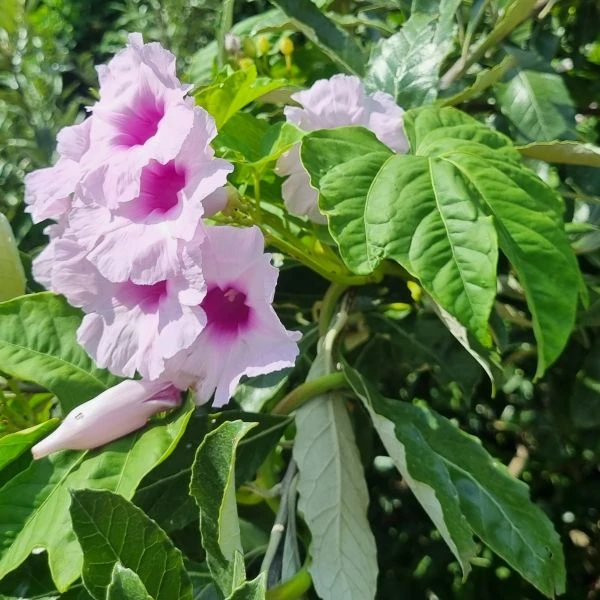 Зображення Іпомея маврикійська - Ipomoea mauritiana 