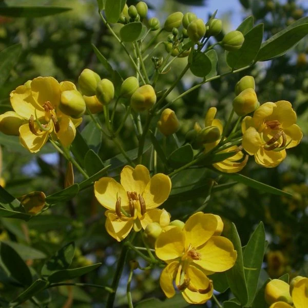 Изображение Сенна щитковидная - Senna corymbosa 