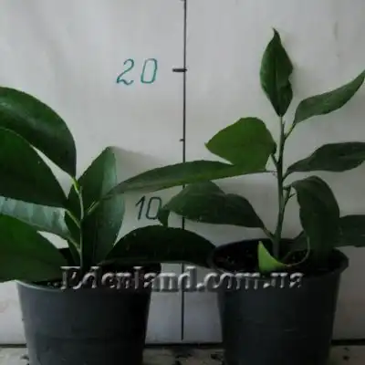 Зображення саджанці у продажу