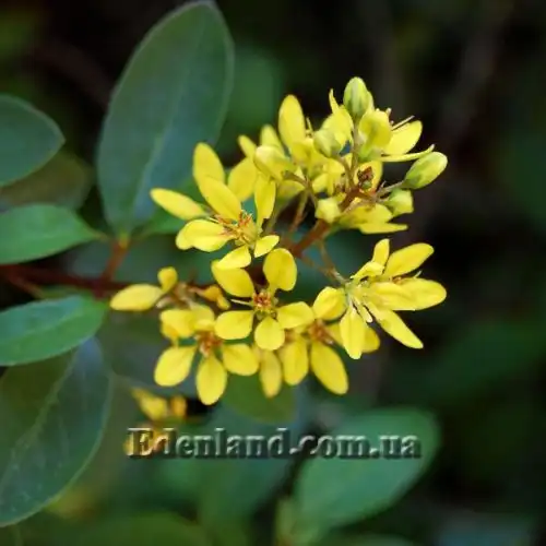 Изображение Гальфимия сизая - Galphimia glauca