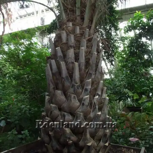 Изображение Бутия Ятай - Butia yatay