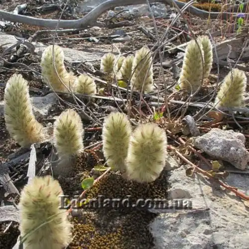 Изображение Птилотус лапатчатый - Ptilotus spathulata