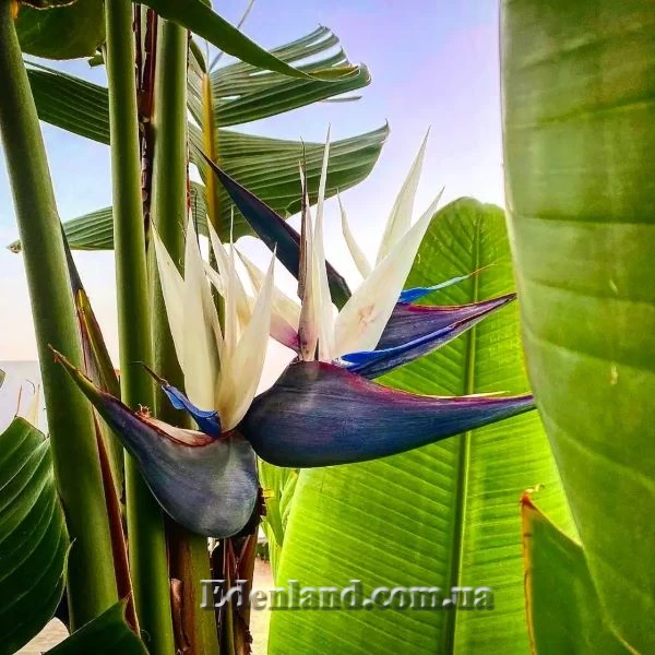 Изображение Стрелиция Николая  - Strelitzia nicolai 