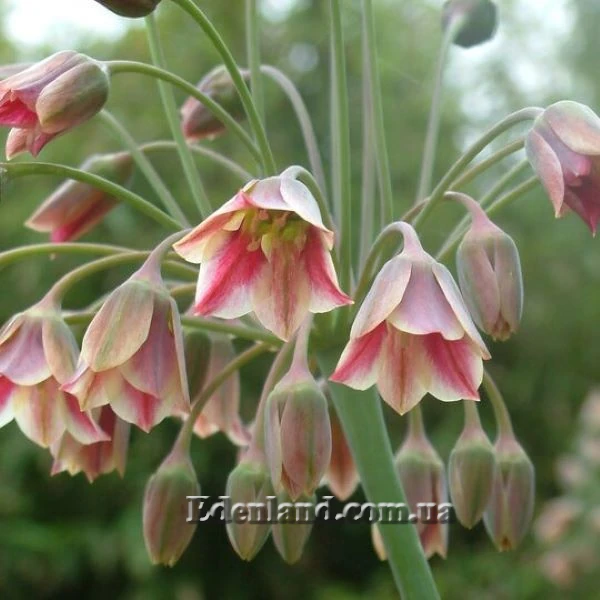 Зображення квіти