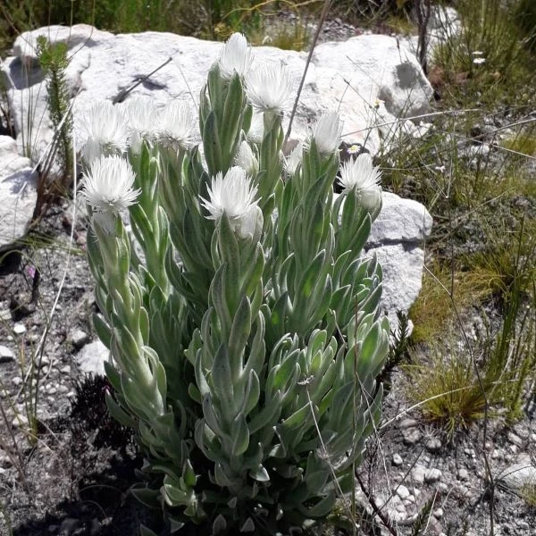 Изображение Синкарфа одетая  - Syncarpha vestita 