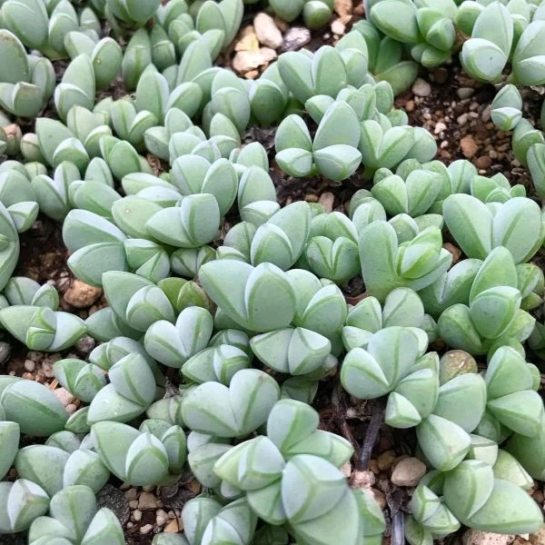 Зображення Браунсія Максиміліана - Braunsia maximiliani