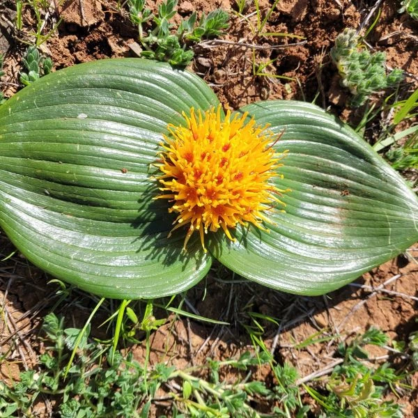 Даубенія капська - Daubenya capensis 