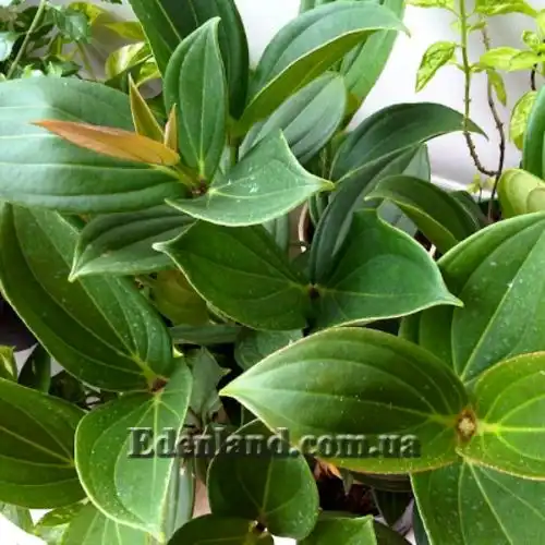 Зображення Медініла білоквіткова - Medinilla albiflora