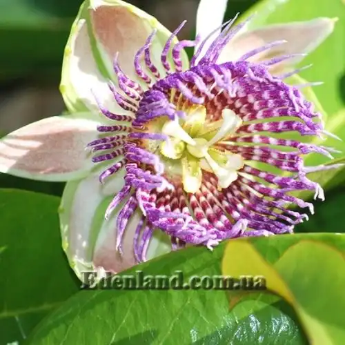 Пассифлора лавролистная - Passiflora laurifolia