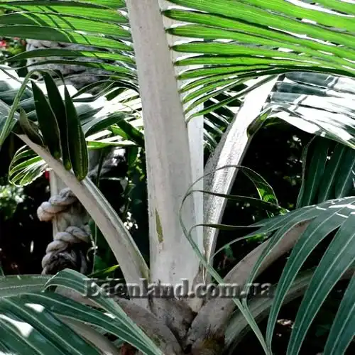 Изображение Диктиосперма белая разн. Соединенная - Dictyosperma album var. Conjugatum 