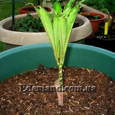 Изображение появление листа