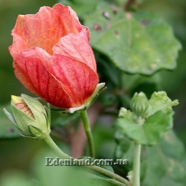 Зображення Павонія обгризена - Pavonia praemorsa