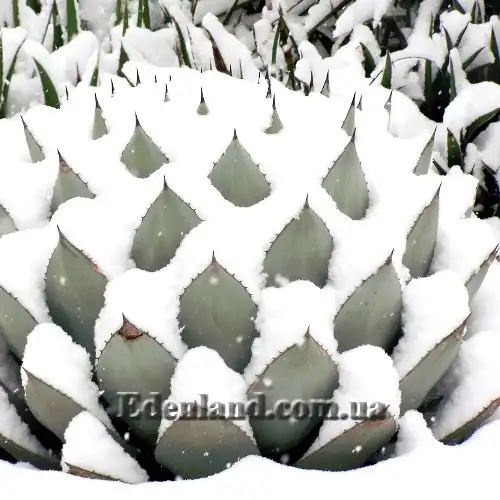 Изображение зимой