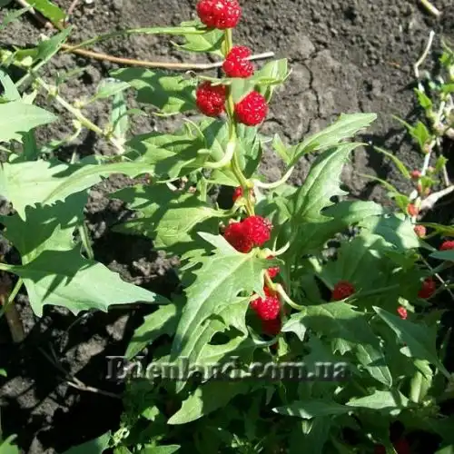 Изображение Блитум головчатый - Blitum capitatum