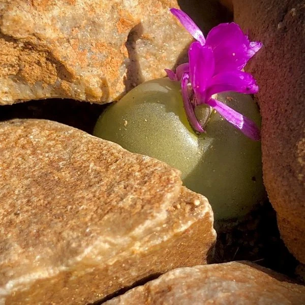 Зображення Гіббеум горіховидний - Gibbaeum nuciforme