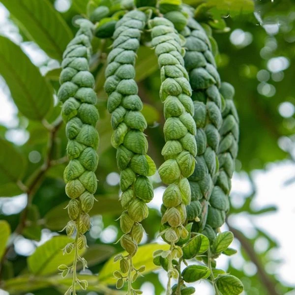 Зображення Філлодій гарний - Phyllodium pulchellum 
