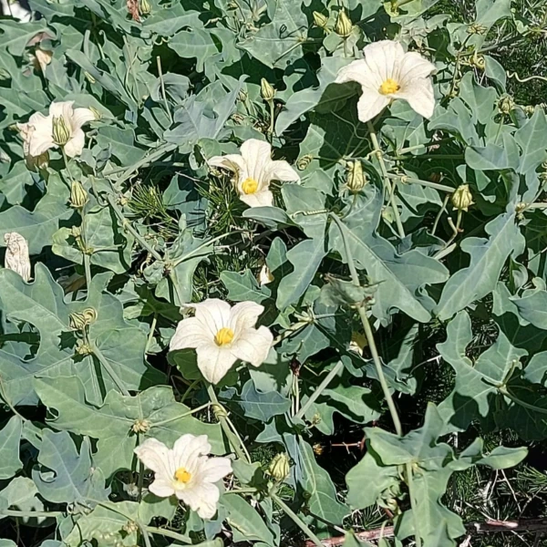 Зображення квітуча ліана