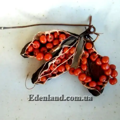 Изображение Глориоза Ротшильда - Gloriosa Rothscildiana