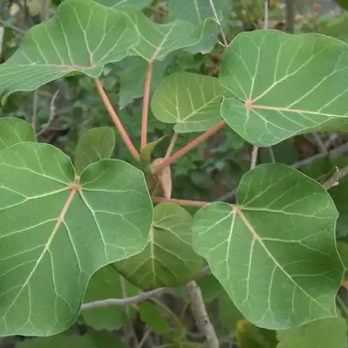 Зображення листя