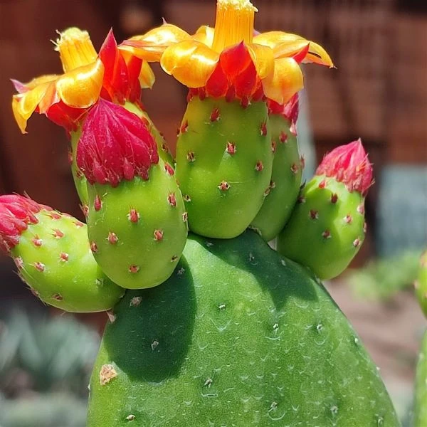 Зображення Тацинга неприємна - Tacinga inamoena 