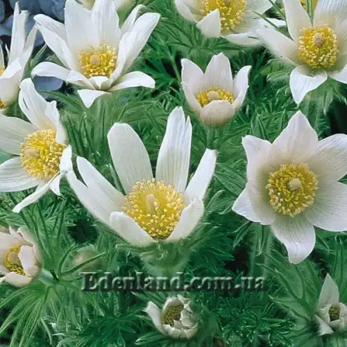 Зображення Пульсатилла звичайна - Pulsatilla vulgaris