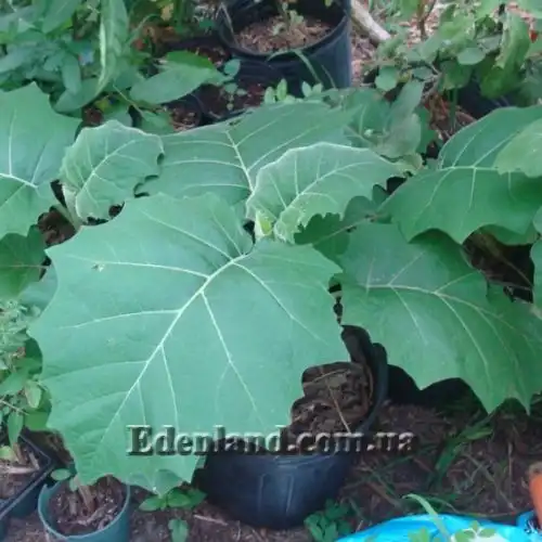 Зображення Пасльон сидячоквітковий (Топіро, Кокона) - Solanum sessiliflorum