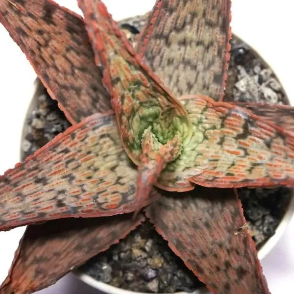 Изображение Алоэ Рауха  - Aloe rauhii