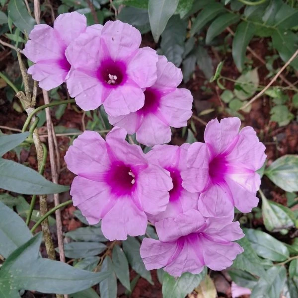 Зображення Іпомея маврикійська - Ipomoea mauritiana 